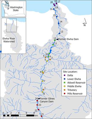 Leaf litter decomposition and detrital communities following the removal of two large dams on the Elwha River (Washington, USA)